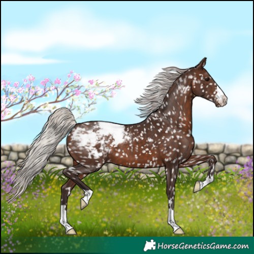 Horse Color:Silver Brown Appaloosa 