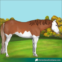 Horse Color:Chestnut Splash 