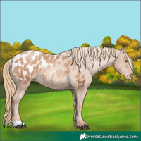 Horse Color:Chestnut Pearl Appaloosa 