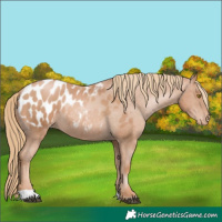 Horse Color:Chestnut Pearl Blanket