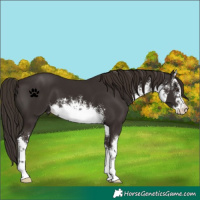 Horse Color:White Spotted Liver Chestnut 
