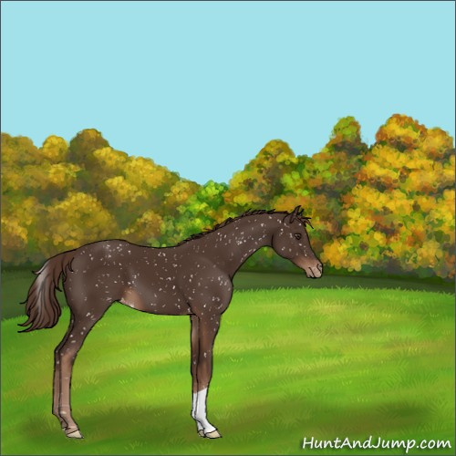 Horse Color:Liver Chestnut Snowflake Varnish 