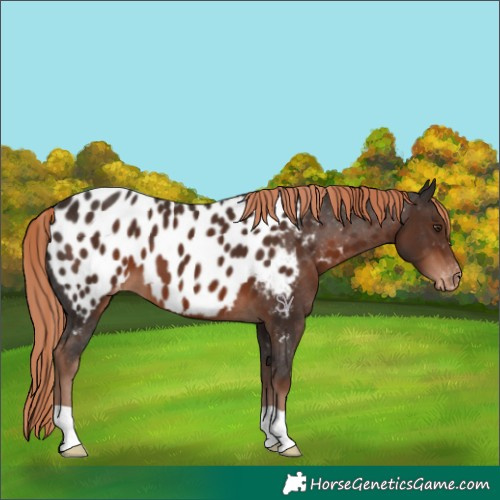 Horse Color:Liver Chestnut Appaloosa