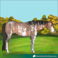 Horse Color:Bay Sabino 