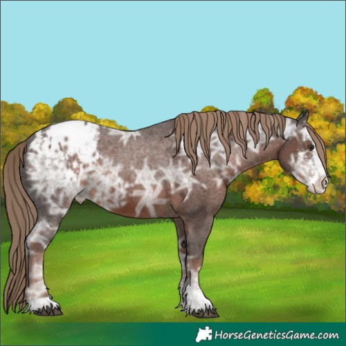 Horse Color:Liver Chestnut Ice Sabino Appaloosa 