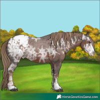 Horse Color:Liver Chestnut Ice Sabino Appaloosa 