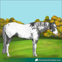 Horse Color:White Spotted Midnight Brown Ice Splash Appaloosa 
