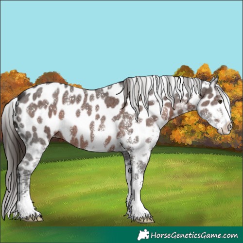 Horse Color:Liver Chestnut Sabino Near Leopard 