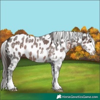 Horse Color:Liver Chestnut Sabino Near Leopard 