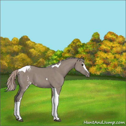 Horse Color:White Spotted Silver Grullo Tobiano Appaloosa