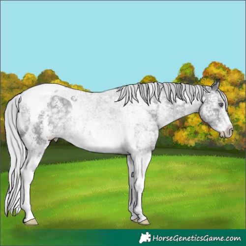 Horse Color:Silver Black Chinchilla Ice Sabino Tobiano Rabicano 