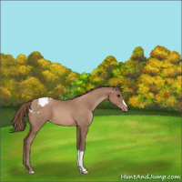 Horse Color:Black Pearl Appaloosa