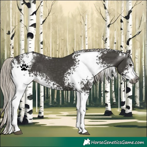 Horse Color:Gray White Spotted Silver Black Appaloosa 
