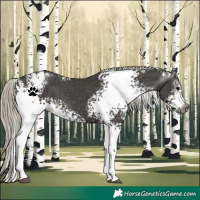 Horse Color:Gray White Spotted Silver Black Appaloosa 