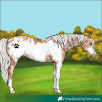 Horse Color:Silver Black Pearl Sabino Frame Appaloosa 