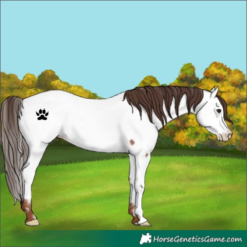 Horse Color:Classic Champagne Frame Appaloosa