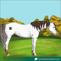 Horse Color:Classic Champagne Frame Appaloosa