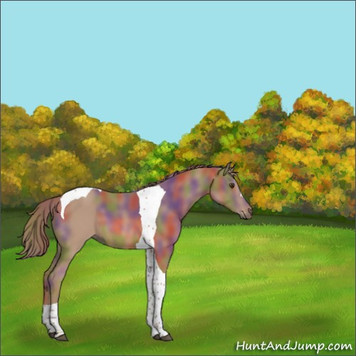 Horse Color:Nacre Chestnut Tobiano 