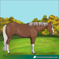 Horse Color:Silver Black Splash 