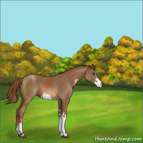 Horse Color:Chestnut Sabino 