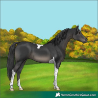 Horse Color:Black Tobiano