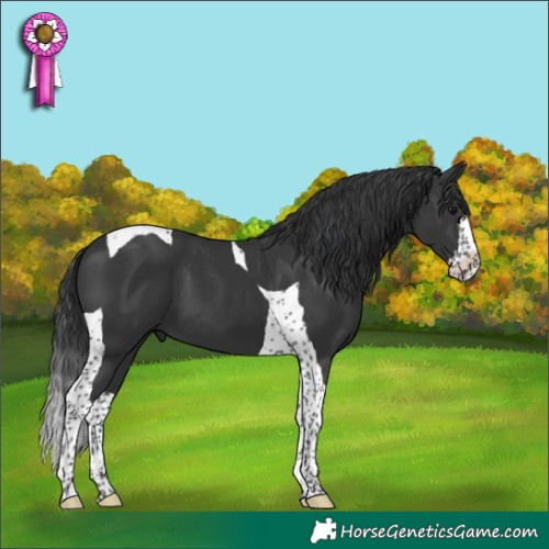 Horse Color:Black Splash Tobiano 
