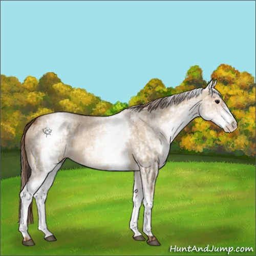 Horse Color:Unknown 