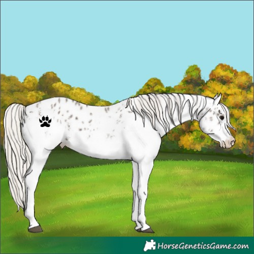 Horse Color:White Spotted Silver Black Appaloosa Rabicano 