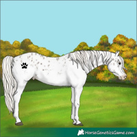 Horse Color:White Spotted Silver Black Near Leopard Rabicano