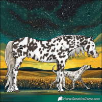 Horse Color:Liver Chestnut Appaloosa