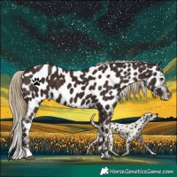 Horse Color:Liver Chestnut Appaloosa