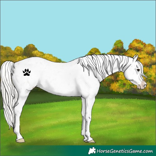 Horse Color:Silver Brown Roan Snowflake Varnish