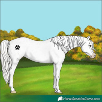 Horse Color:Silver Brown Roan Appaloosa 