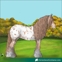 Horse Color:Gold Champagne Appaloosa 
