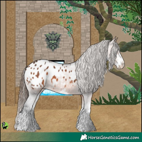 Horse Color:White Spotted Brown Appaloosa 