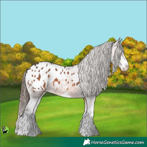 Horse Color:White Spotted Brown Appaloosa 
