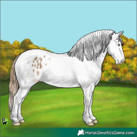 Horse Color:Sable Cream Champagne Tobiano Appaloosa 