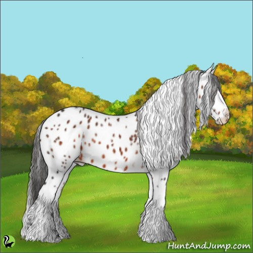 Horse Color:White Spotted Brown Appaloosa 