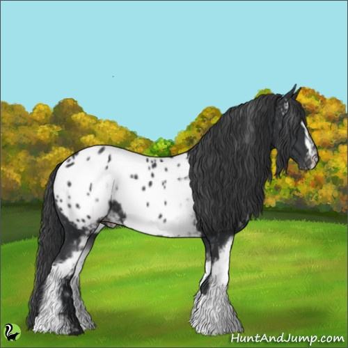Horse Color:White Spotted Black Appaloosa 
