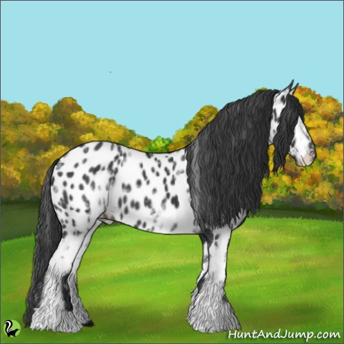 Horse Color:White Spotted Black Appaloosa 