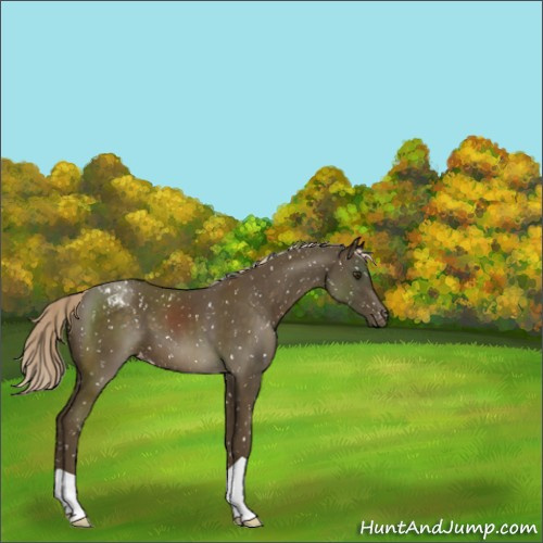 Horse Color:Chocolate Palomino Appaloosa