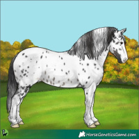 Horse Color:White Spotted Black Appaloosa