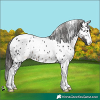 Horse Color:White Spotted Black Appaloosa 