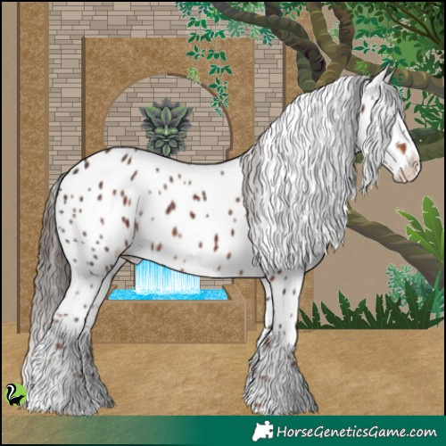 Horse Color:Liver Chestnut Appaloosa 