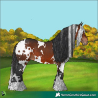 Horse Color:White Spotted Brown 