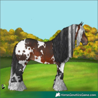 Horse Color:White Spotted Brown