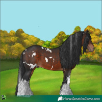 Horse Color:White Spotted Brown 