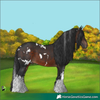 Horse Color:White Spotted Brown 
