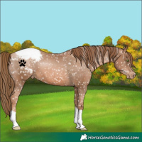 Horse Color:Liver Chestnut Pearl Appaloosa 