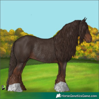 Horse Color:Liver Chestnut Rabicano 